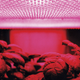 Illustration for article titled 14 High-Tech Farms Where Veggies Grow Indoors